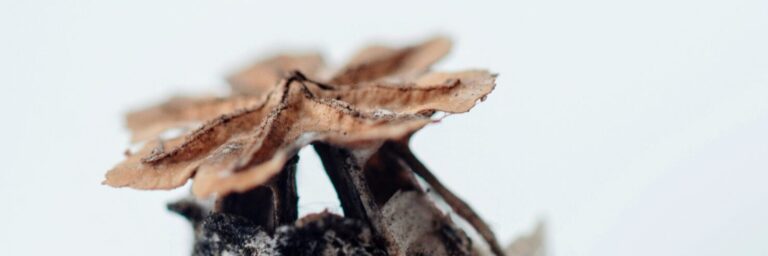 Scopri di più sull'articolo Incontri tematici di mindfulness online